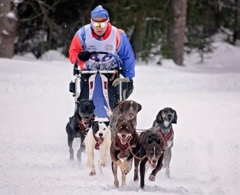 Тюменцы взяли золото и серебро на Кубке России по ездовому спорту