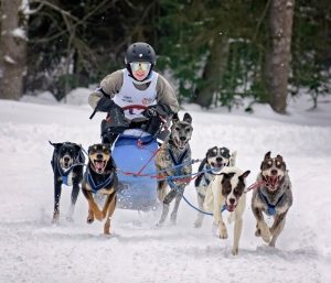 Тюменцы взяли золото и серебро на Кубке России по ездовому спорту