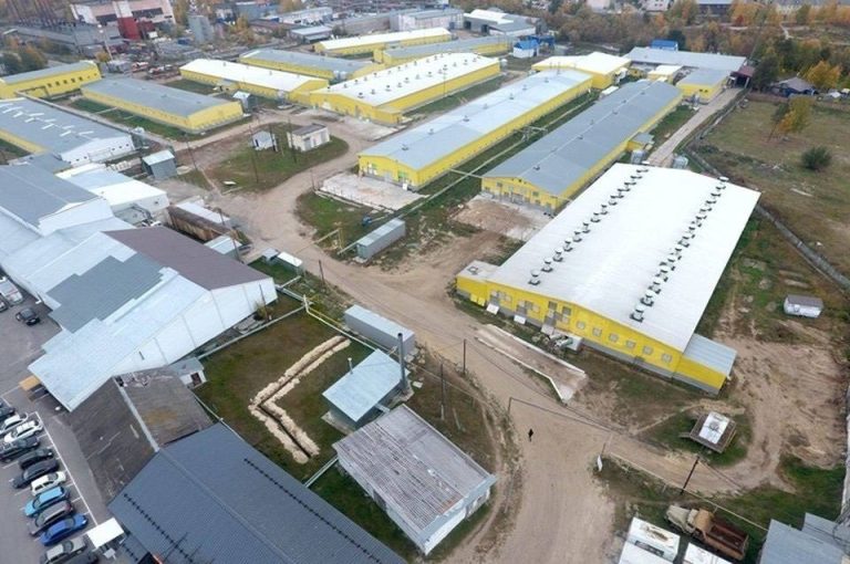 Про Сибирь|Россельхознадзор нашёл нарушение ветеринарного законодательства на птицефабрике в Сургутском районе.