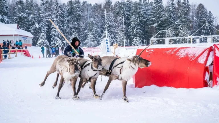 Про Сибирь|Оленеводы Югры поборются за Кубок губернатора в Ханты-Мансийске.