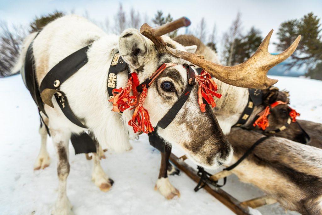 В селе Русскинская прошел районный Слёт оленеводов, рыбаков и охотников.