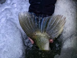 Тюменский рыбак поймал судака-гиганта весом почти 9 килограммов.