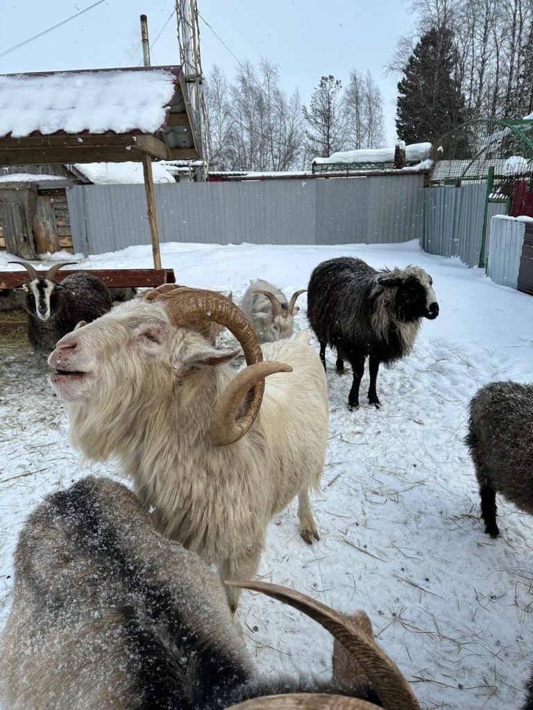 Зоопарк на базе отдыха «Парус» в Нефтеюганском районе временно закрыт.