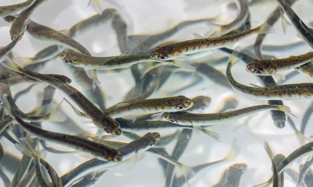 В Обь возле Сургута выпустят почти 7 миллионов мальков муксуна — компенсация за строительство моста «Звезда Оби»