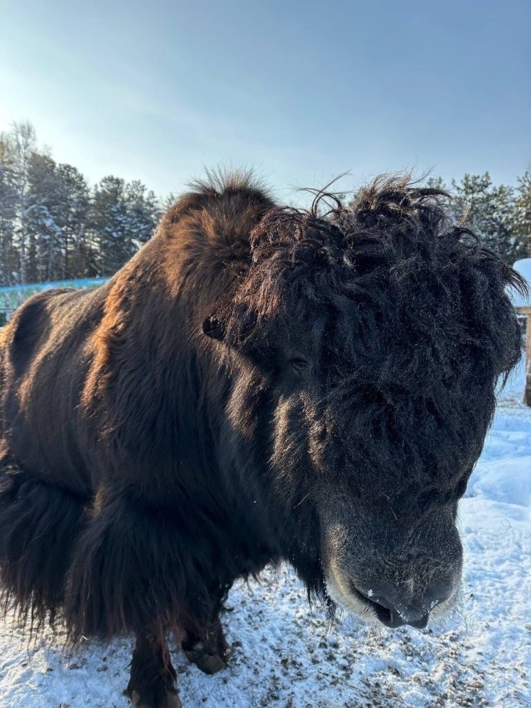 Зоопарк на базе отдыха «Парус» в Нефтеюганском районе временно закрыт.