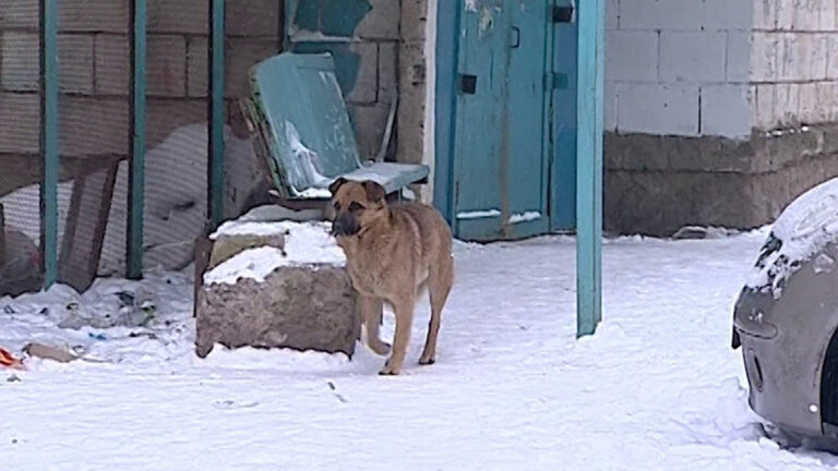 Семилетний мальчик пострадал от укуса бродячей собаки