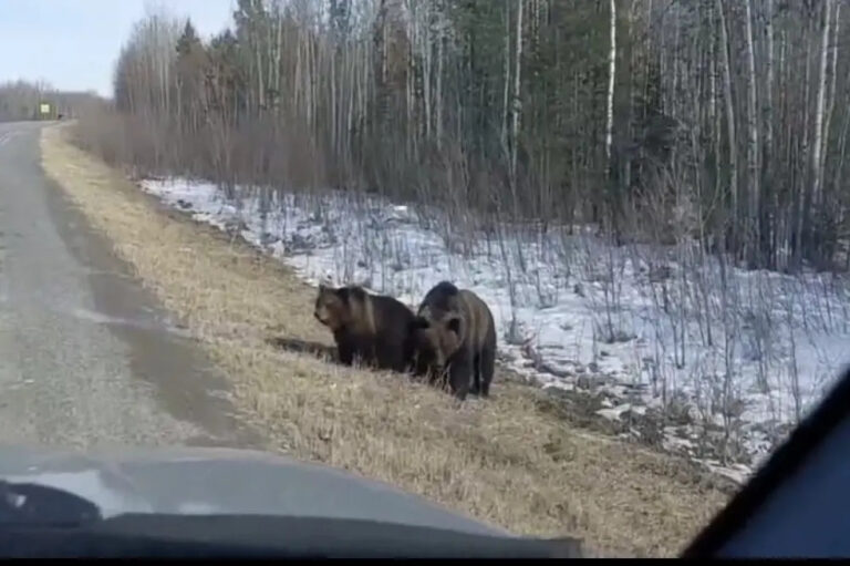 Медведи вышли к трассе в Нефтеюганском районе