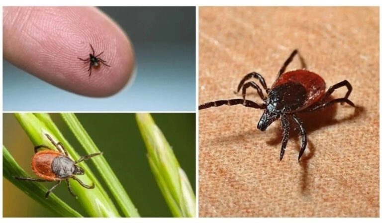 В Югре всплеск укусов клещей: за неделю — плюс 37,5 %, среди пострадавших — дети