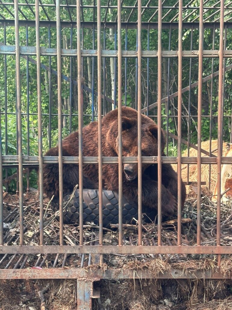 20 лет медведь живёт в нечеловеческих условиях в ХМАО