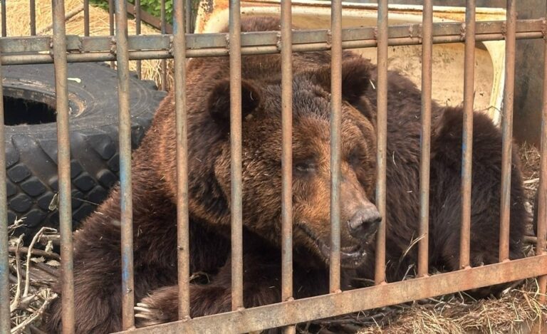 20 лет медведь живёт в нечеловеческих условиях в ХМАО