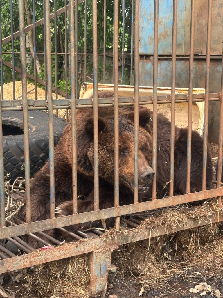 20 лет медведь живёт в нечеловеческих условиях в ХМАО