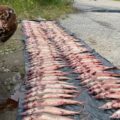 В Нижневартовске будут судить водителя, насмерть сбившего пешехода и скрывшегося с места ДТП