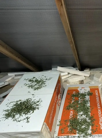 В Урае пресечено незаконное культивирование и переработка наркосодержащих растений В Урае пресечено незаконное культивирование и переработка наркосодержащих растений