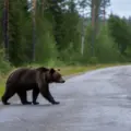 В Урае пресечено незаконное культивирование и переработка наркосодержащих растений