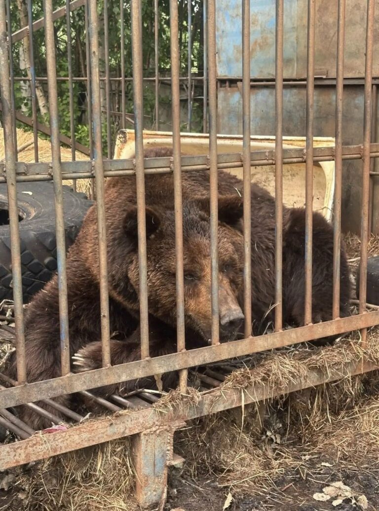 От клетки под Нижневартовском до бассейна в Иваново: история медведя Балу От клетки под Нижневартовском до бассейна в Иваново: история медведя Балу